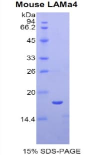Mouse LAMA4 / Laminin Alpha 4 Protein (Recombinant His)