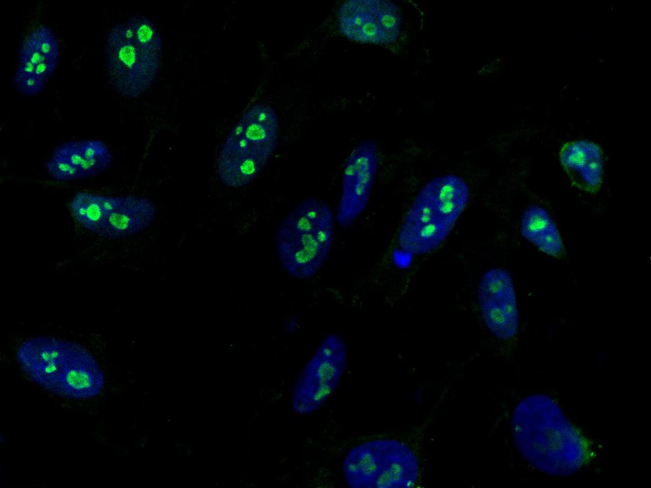 Monoclonal Mouse anti-Human CCNE1 / Cyclin E1 Antibody (clone 03, Preservative Free, IF)