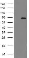 GCP60 / ACBD3 Antibody (clone OTI3A1)