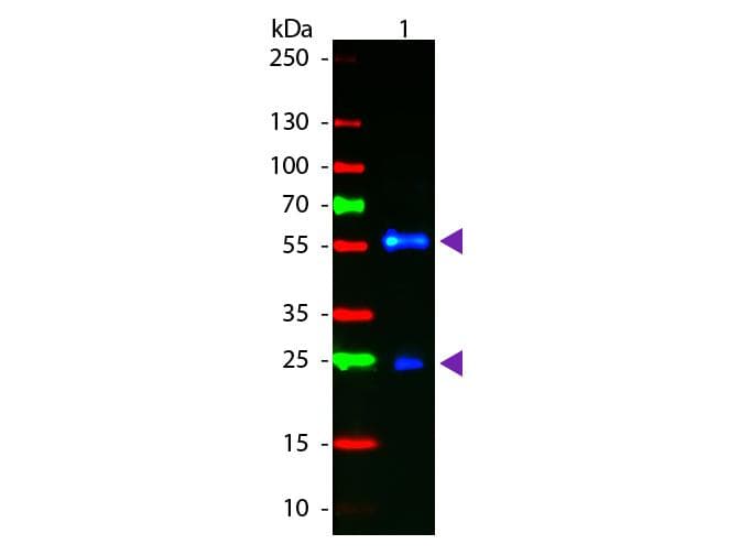 Polyclonal Goat Biotin Antibody (FITC, IF, WB)