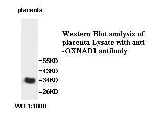 OXNAD1 Antibody