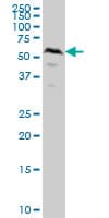 Monoclonal Mouse anti-Human SMAD1 Antibody (clone 2A1, IF, WB)