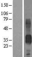 CD7 Protein (Over-Expression Lysate Myc-DDK (Flag))