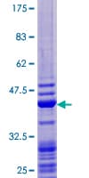 Human GABARAP Protein (Recombinant GST)