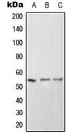 ICAM2 / CD102 Antibody (Internal)