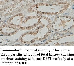 USF1 / USF Antibody
