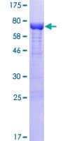 Human NXN Protein (Recombinant GST)