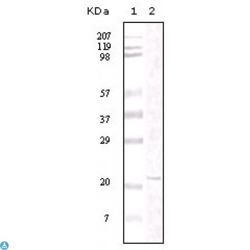 Monoclonal Mouse anti-Human FAK / Focal Adhesion Kinase Antibody (WB)