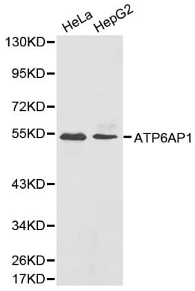 ATP6AP1 Antibody