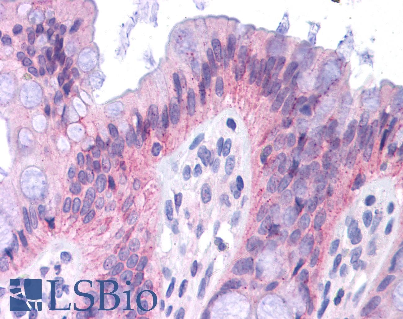 C/EBP Alpha / CEBPA Antibody (aa288-337)