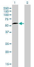 NRF1 / NRF-1 Antibody (clone 2F9)