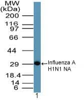 Influenza A Virus N1 Antibody (aa320-334)