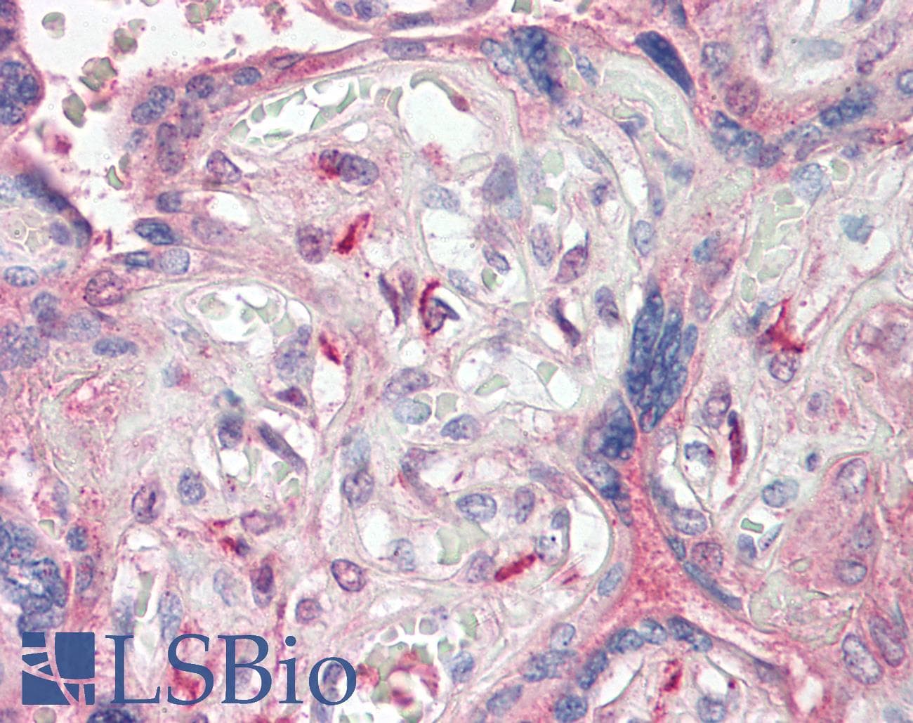 PathPlus™ WWOX Antibody