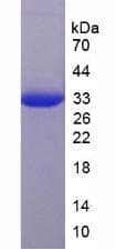Mouse CDH1 / E Cadherin Protein (Recombinant His, N-Terminal)