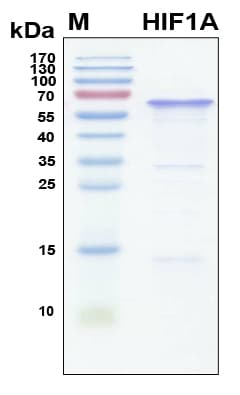 Human HIF1A / HIF1 Alpha Protein (Recombinant 6His, N-terminus)