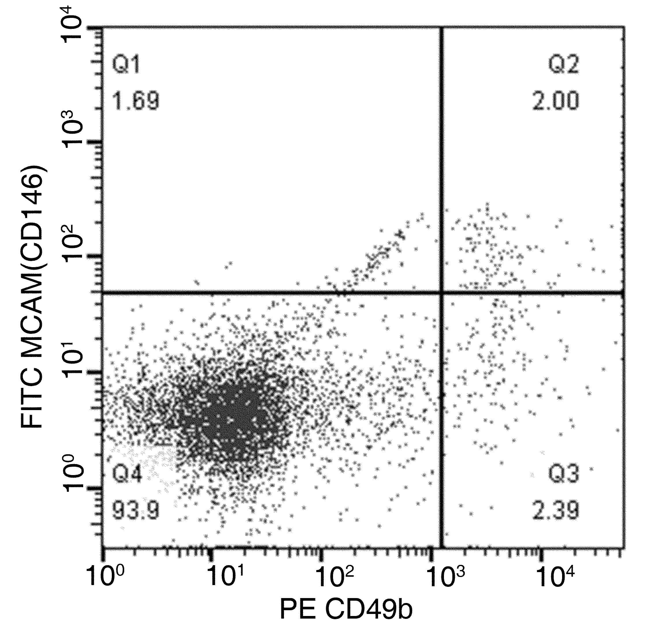 MCAM / CD146 Antibody (clone 241, FITC)