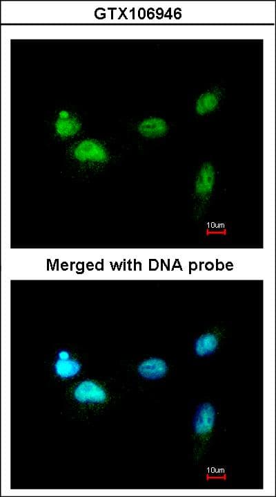 SCMH1 Antibody (aa29-285)