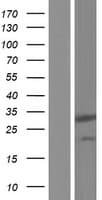 PIH1D3 Protein (Over-Expression Lysate Myc-DDK (Flag))