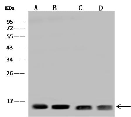 FIS1 Antibody