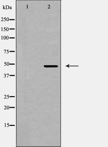 QRFPR / GPR103 Antibody