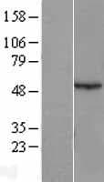 AZIN1 Protein (Over-Expression Lysate Myc-DDK (Flag))