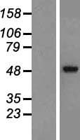 Human GABRA2 Protein (Over-Expression Lysate Myc-DDK (Flag))