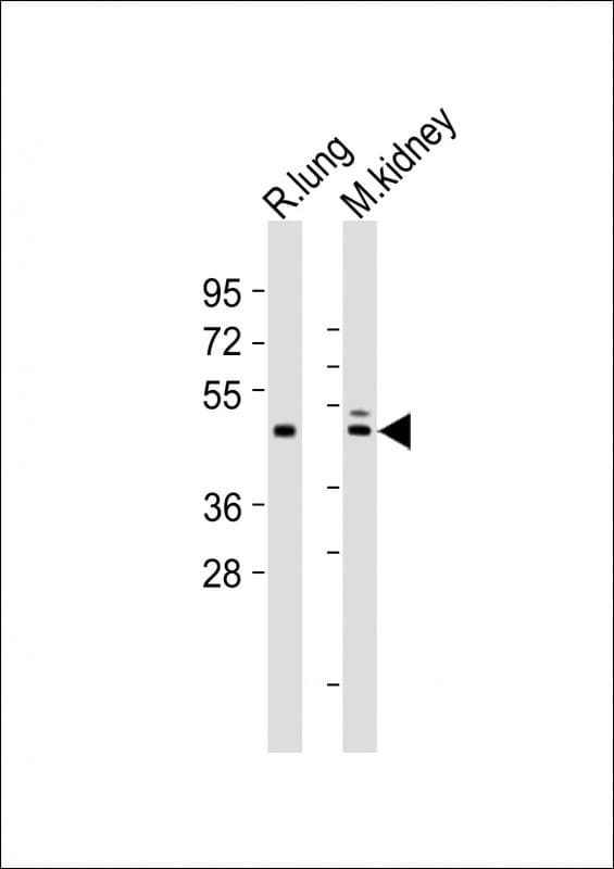 DBX1 Antibody (aa287-320)