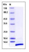 Human SDF1 / CXCL12 Protein (Recombinant)
