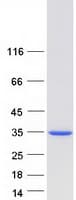 Human MLX / TCFL4 Protein (Recombinant Myc-DDK (Flag))