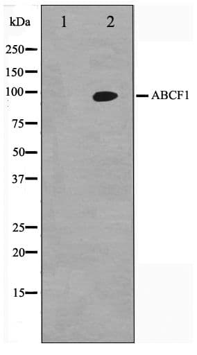 ABCF1 Antibody