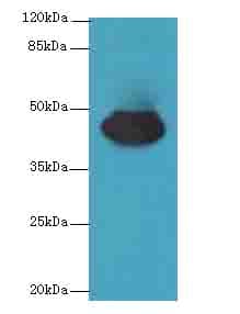 Polyclonal Rabbit anti-Human CCDC89 Antibody (IHC, WB)