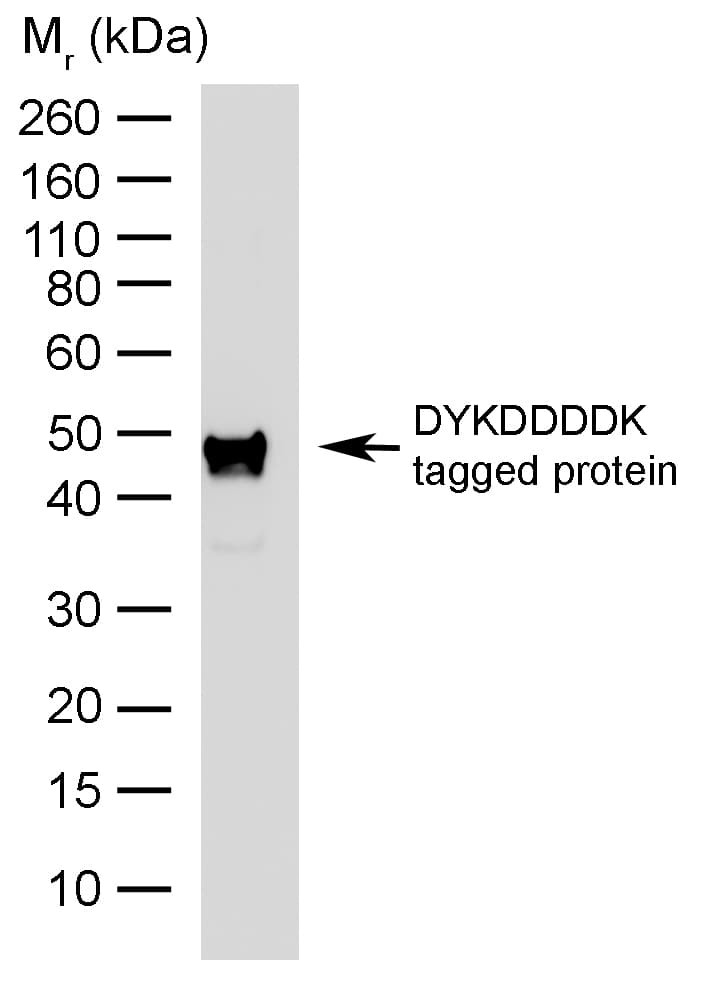 DYKDDDDK Tag Antibody (clone 6F7, HRP)