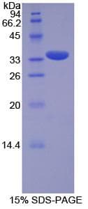 Pig Insulin Protein (Recombinant His-GST)