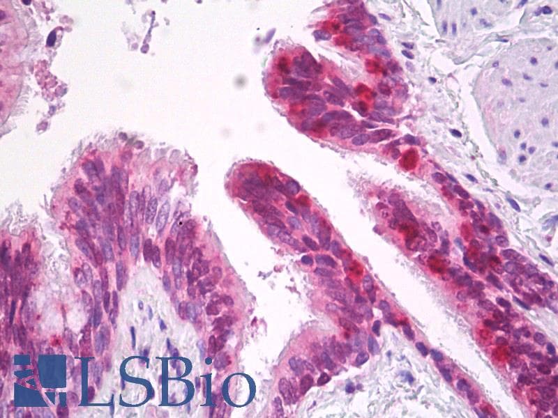 IHC-plus™ SOX2 Antibody (aa1-100)