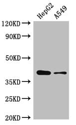 AMD / AMD1 Antibody