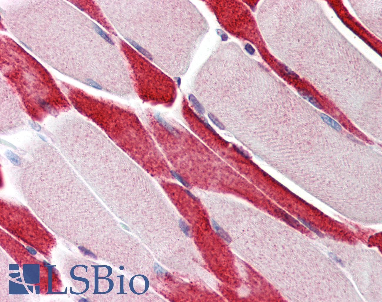 IHC-plus™ USP7 / HAUSP Antibody