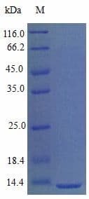 Mouse CXCL9 / MIG Protein (Recombinant)
