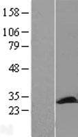 PCMT1 Protein (Over-Expression Lysate Myc-DDK (Flag))