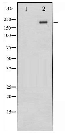 MTOR Antibody (phospho-Thr2446)