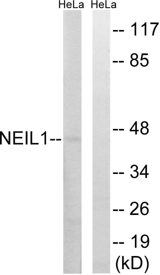 Polyclonal Rabbit anti-Human NEIL1 Antibody (aa291-340, WB)