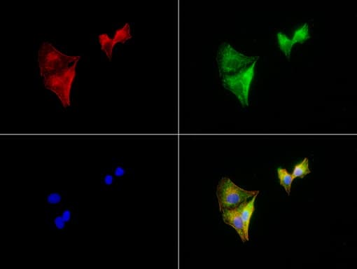 ALDH1L1 Antibody (clone UMAB45, Carrier-free)