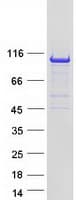 Human VAV3 Protein (Recombinant Myc-DDK (Flag))