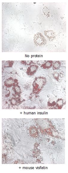 Mouse NAMPT / Visfatin Protein (Recombinant His)