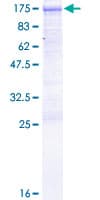 Human DVL3 / Dishevelled 3 Protein (Recombinant GST)