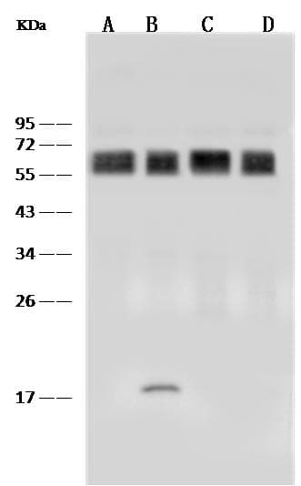 CD58 Antibody (clone 186, Preservative Free)