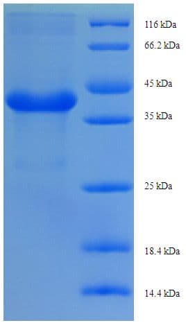 Nicotiana tabacum Osmotin Protein (Recombinant His-SUMO)