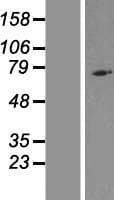 NOD8 / NLRP10 Protein (Over-Expression Lysate Myc-DDK (Flag))