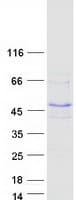 Human FBXW9 Protein (Recombinant Myc-DDK (Flag))