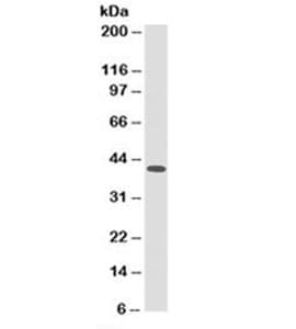 HLA-A/B/C Antibody (clone 246-B8.E7)