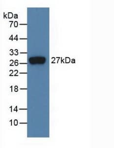 FGF21 Antibody
